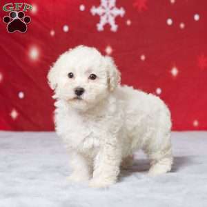 Daisy, Miniature Poodle Puppy